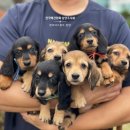 누리켄넬 이미지