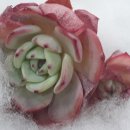 인천축산 이미지