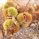 늘밤농원 이미지