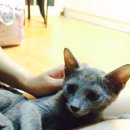 언니네집 이미지