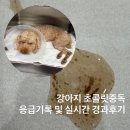 아이조은동물병원 네이버블로그
