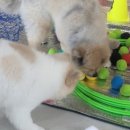 아리엘언니 이미지