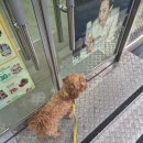 아로아 | 강아지 유모차 여름 산책엔 필수 | 낫쏘빅아로아