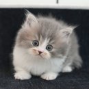 광주강아지분양 고양이분양 미유펫 본점 이미지