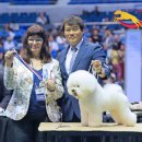 호야애견 이미지