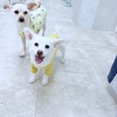 댕댕가르텐 강아지애견유치원호텔 이미지