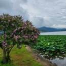 남원 진기리 느티나무 이미지