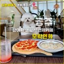 나는강아지 | 공주 애견동반 브런치 카페 - 강아지와 캠핑 분위기 나는 모락연화 후기