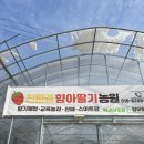 경기도 광주 향아 딸기 농원, 아기랑 딸기🍓 체험 다녀오기