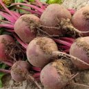 비트 효능 및 부작용 이미지