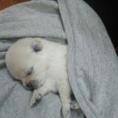 우렁마김밥 | 今でも青が棲んでいる