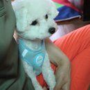 송원애견 이미지