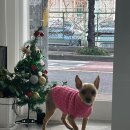 봄이네 애견 이미지