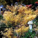 Acer palmatum 'Red Pygmy' 이미지