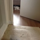 다나아 동물병원 이미지