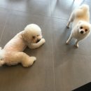 왈왈펫카페 이미지