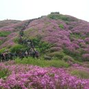 철쭉 군락지 이미지