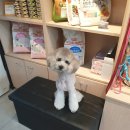 honapet(호나펫) 이미지