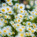 언제나,예쁘다 이미지