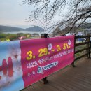 가수세천 | 2024 대청호 벚꽃축제 다녀온 후기 / 개화시기 주차장 먹거리