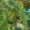 광명농장 이미지