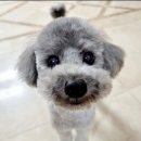 [1급과정] 반려동물관리사 1급 이미지