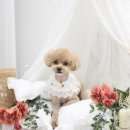 모링모링 이미지