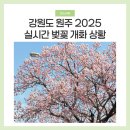 원주 벚꽃 명소 원주천 2025 실시간 개화 상황
