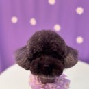 산두로펫살롱 이미지