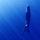 고래스크린 이미지