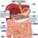 장이 깨끗하면 마음도 건강해진다