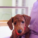 맥동물병원 이미지