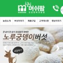 소화기병연구회 | 노루궁뎅이버섯으로 건강챙기세요