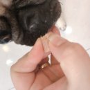 빛고을 동물의료센터 이미지