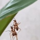 개미주유소 이미지