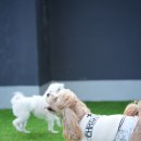 옐레드 애견유치원 & 애견호텔 대전노은점 이미지