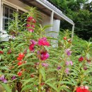 삶-풍경…愛 이미지