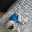 포산동물병원 네이버블로그