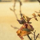 목련초등학교 이미지