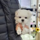 바나개 강아지 고양이 마포점 이미지