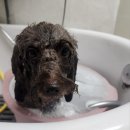 안나 펫 살롱 이미지