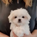 골든캐슬 쇼룸 이미지