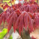 치산농장 이미지