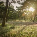 황성공원 씨름장 이미지