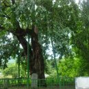 두곡리 은행나무 이미지