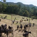 동석산흑염소 이미지