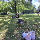 런던파크 | 🇬🇧 영국 런던 세인트 제임스 파크 방문 후기 🇬🇧