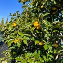 해돈농장 이미지