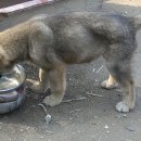 하룻 강아지 이미지