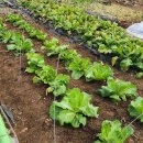 날씨누리 예보입니다 ❤️ 이미지